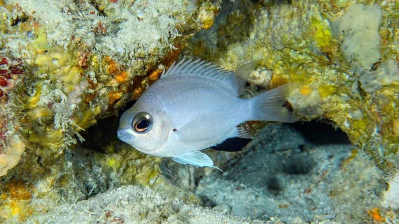 Maldives Discovers New Species of Deep-Sea Damselfish with Unique Camouflage Ability