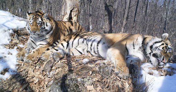 ORPHANED TIGER CUBS FLOCK TOGETHER IN ROMANTIC LOVE STORY