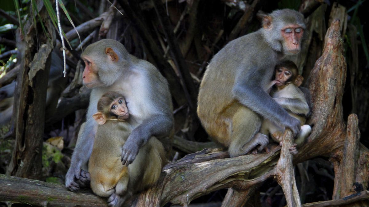 Title: Escaped Rhesus Macaques Cause Stir in Carolina Laboratory