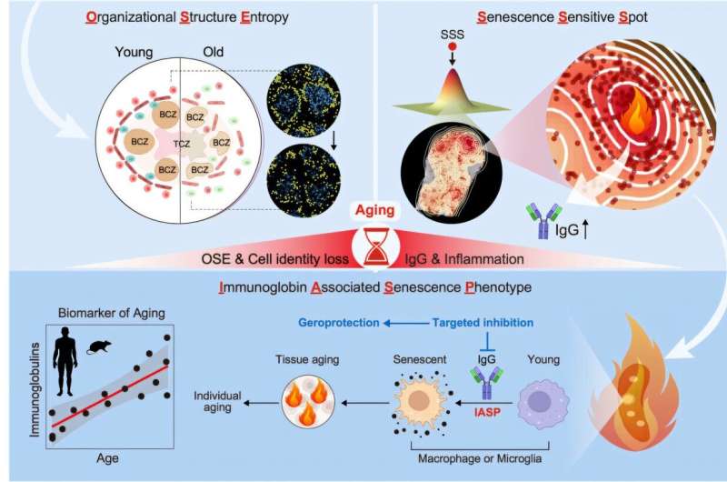 CAS and BGI Researchers Unveil Aging Mechanisms Linked to Immunoglobulins