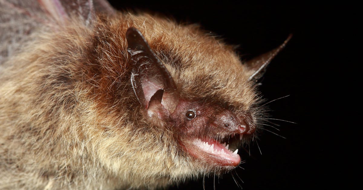 Bats Navigate Home with Eyes Closed: Study Reveals Acoustic Map Use