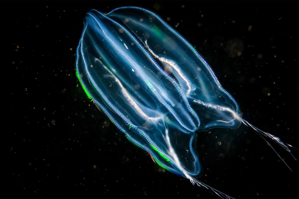 Breakthrough in Aging Reversal: Comb Jellyfish Joins the 'Forever Young Club'