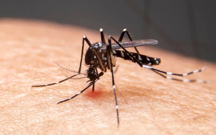 Dengue Outbreak Hits Kozhikode's Chalappuram, Affects Hospital Staff and Residents