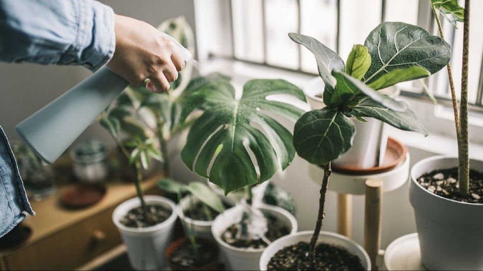 Local Houston Couple Turns Houseplants into Million-Dollar Business