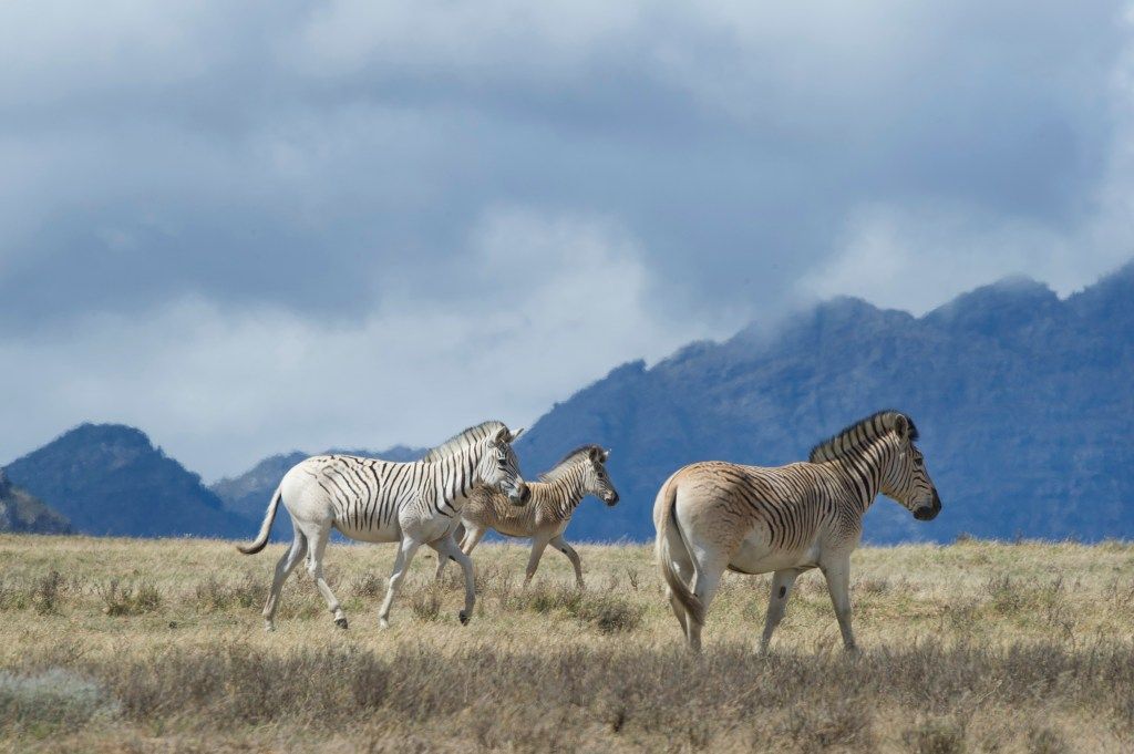 "Quagga Reborn: Scientists Successfully Resurrects Extinct Zebra Relative"