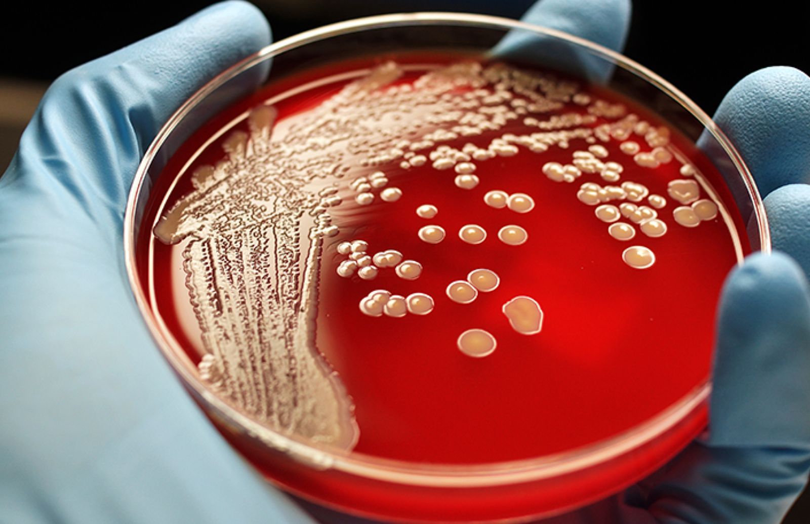 New Bacterial GPS Could Revolutionize Forensic Science and Environmental Monitoring