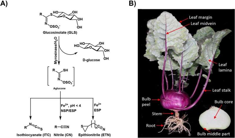 Tissue-Specific Breakdown of Glucosinolates in Kohlrabi Reveals Path to Enhanced Health and Pest Resistance