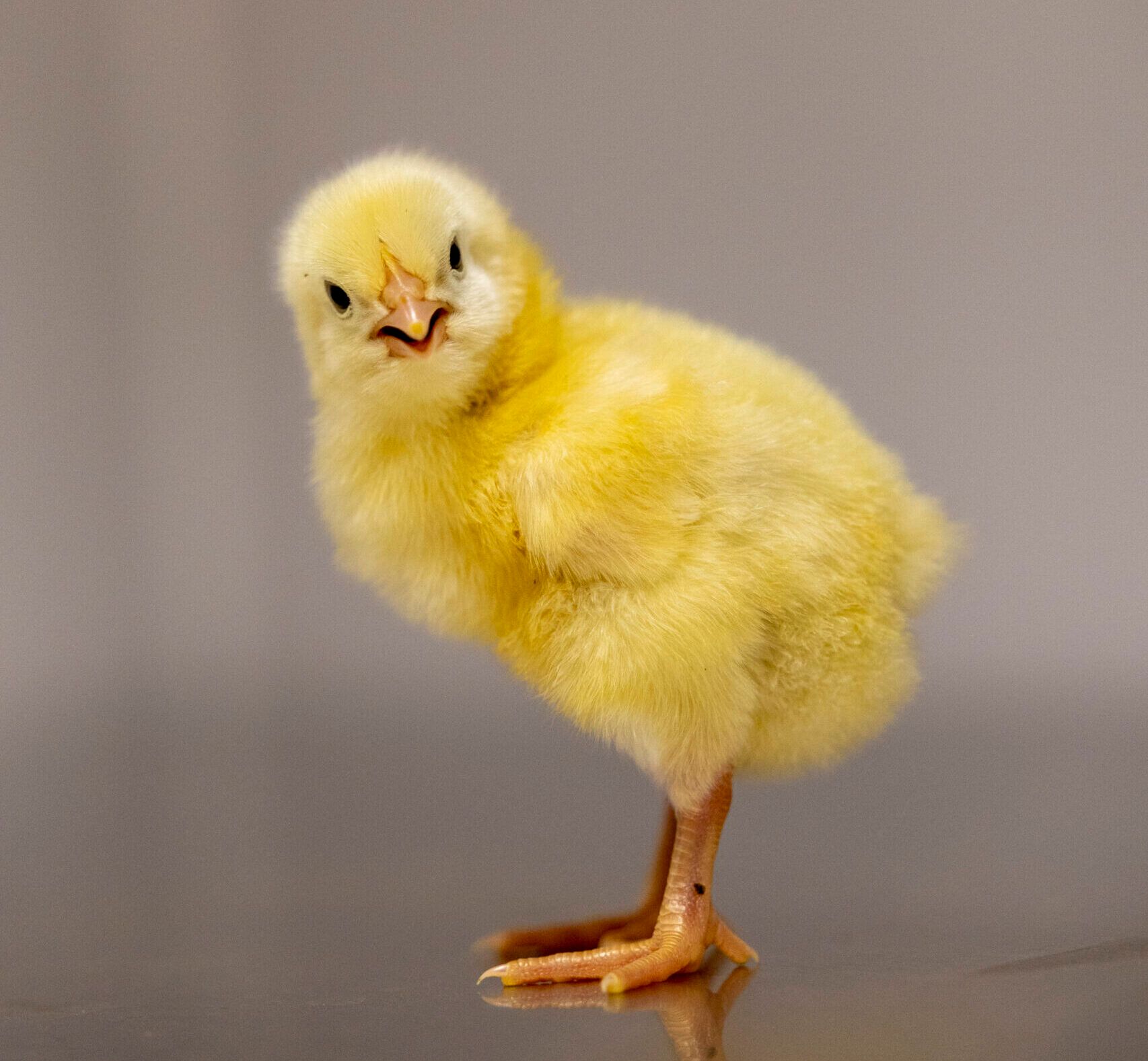 UGA Unveils State-of-the-Art Poultry Science Building