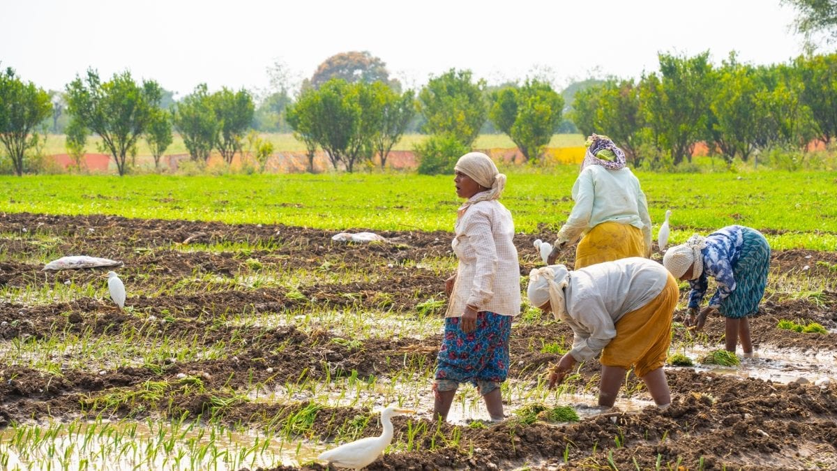 India Honours its Agricultural Backbone on National Farmers’ Day 2024