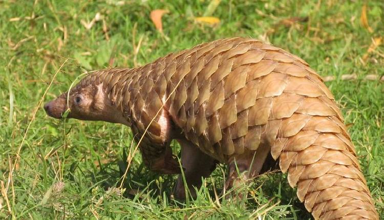 Critically Endangered Indian Pangolin Rescued Near Line of Control in J&K