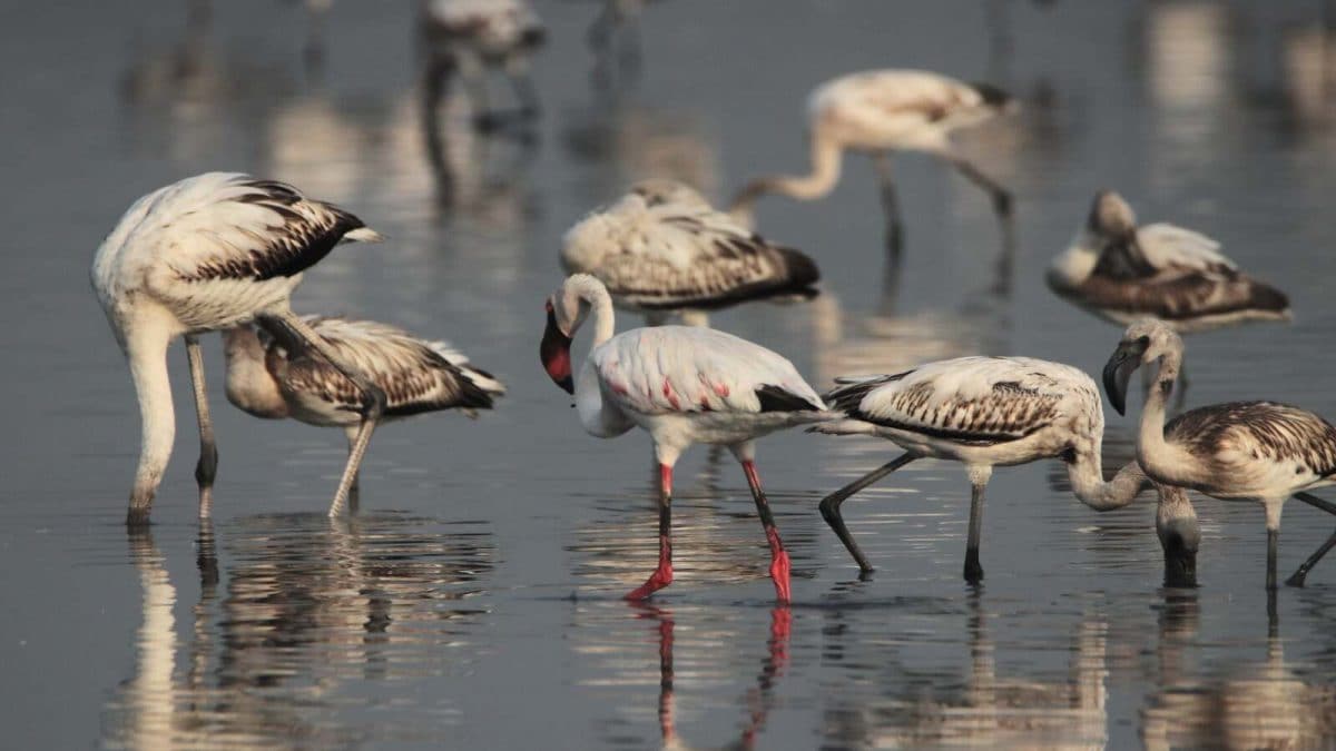 FUTURE OF OUR EARTH RESTS ON PROTECTING WETLANDS