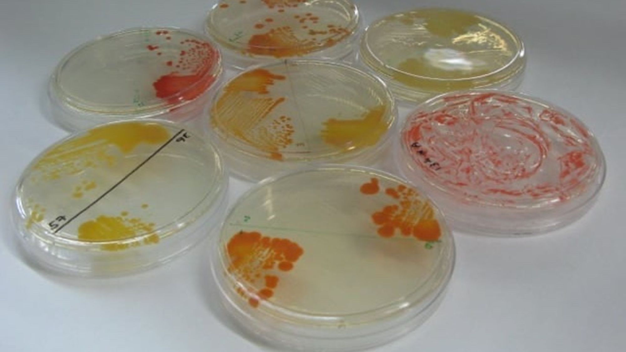 NASA Cleanrooms Hide Secrets of Extremophilic Bacteria