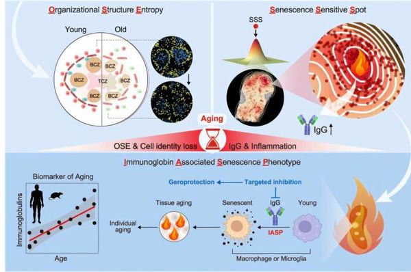 Chinese Scientists Unveil Aging Mechanisms Linked to Immunoglobulins