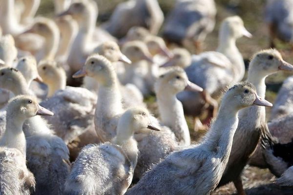 Teenager in British Columbia Tests Positive for H5 Avian Flu