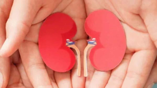 Kidney Cells Hold Memories: A Breakthrough in Medical Science