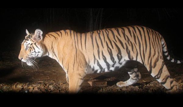TIGER WILDCRAFTS ACROSS NATIONAL HIGHWAY IN TELANGANA