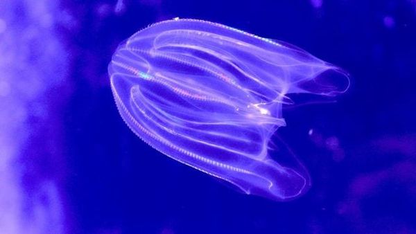 Scientists Stunned by Discovery of 'Time-Traveling' Marine Invertebrate that Defies Traditional Lifecycle