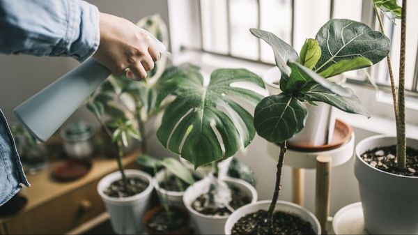 Local Houston Couple Turns Houseplants into Million-Dollar Business