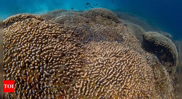 Giant Coral Colony Uncovered in Solomon Islands, Shedding Light on Marine Ecosystems' Fragility