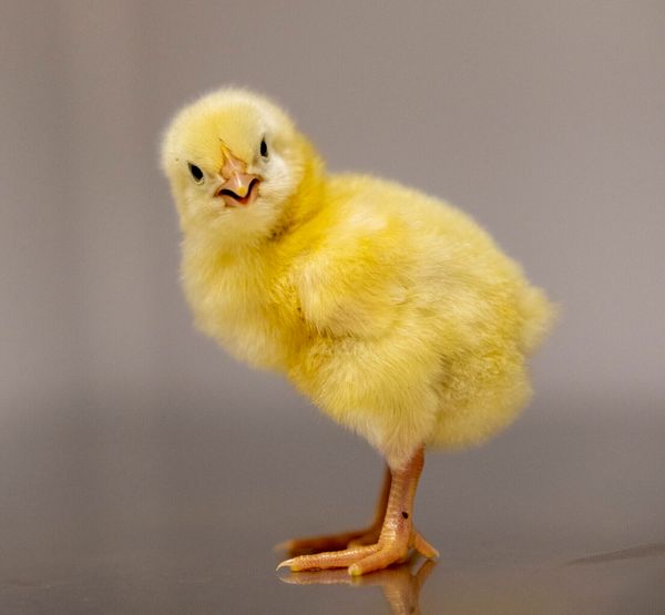 UGA Unveils State-of-the-Art Poultry Science Building