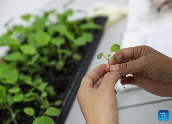 Hunan Province Boosts Seed Industry with Advanced Research and Development