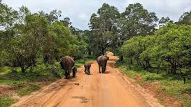 Illegal Clearance of Yala National Park Perimeter Plantation Sparks Controversy