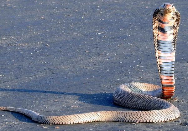 Snake Venom Scientists Unveil Groundbreaking Organ-on-a-Chip Technology