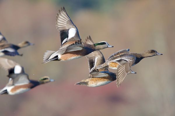 Counting on Conservation: Scientists Uncover Insights on Birds' Winter Migration Patterns Through Audubon's 125-Year Christmas Bird Count Tradition