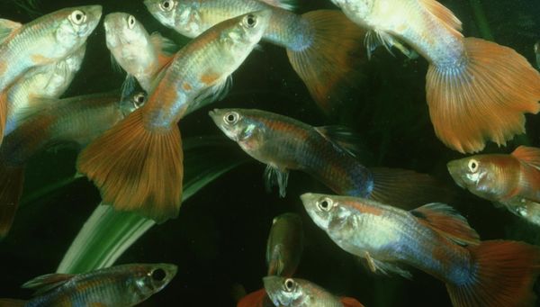 Modern Medicines Pose Growing Threat to Ecosystems Worldwide