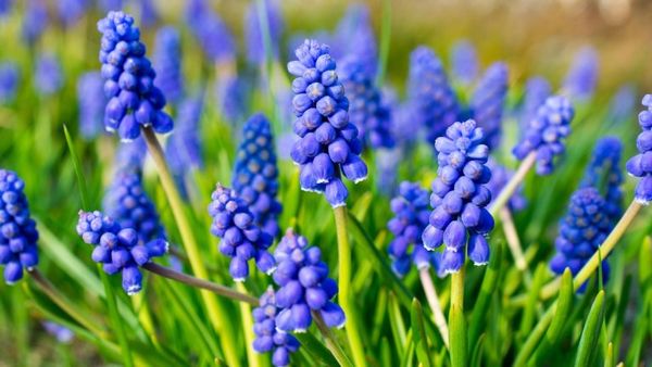 'Chaotic' Gardening Takes Center Stage: Separating Fact from Fad