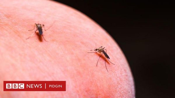 Scientists Unveil Exciting New Way to Combat Malaria by Giving Mosquitoes Anti-Malarial Drugs