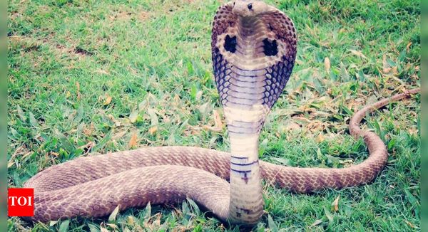 King Cobra Mystery Ends: Scientists Officially Name 4 Distinct Species