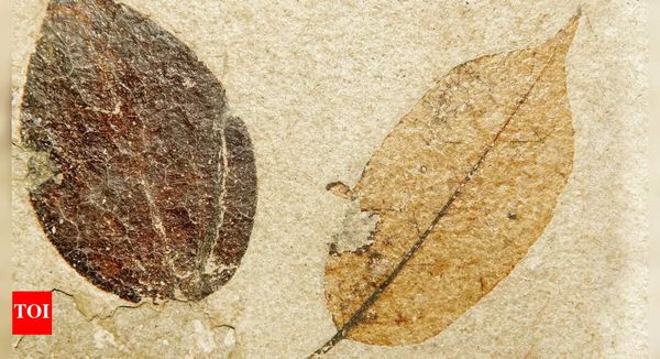 Ancient Leaves Reveal a 24-Million-Year-Old History of Climate Shifts in Northeast India